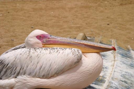 Pete the Pelican