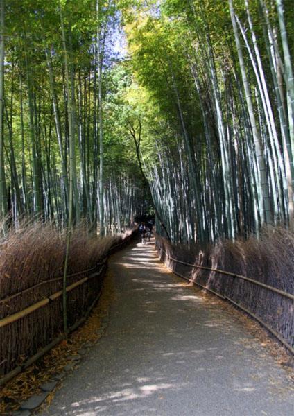 Bamboo Forest