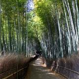 Bamboo Forest