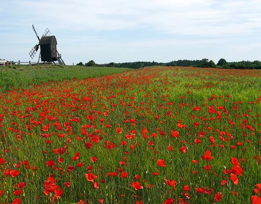 Poppies