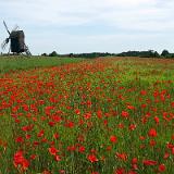 Poppies