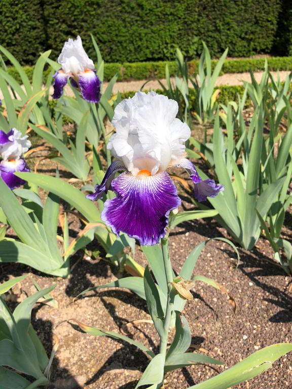 Irises