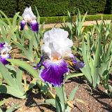 Irises